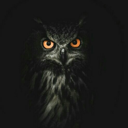 Юрий Владимирович (Duck Duck)